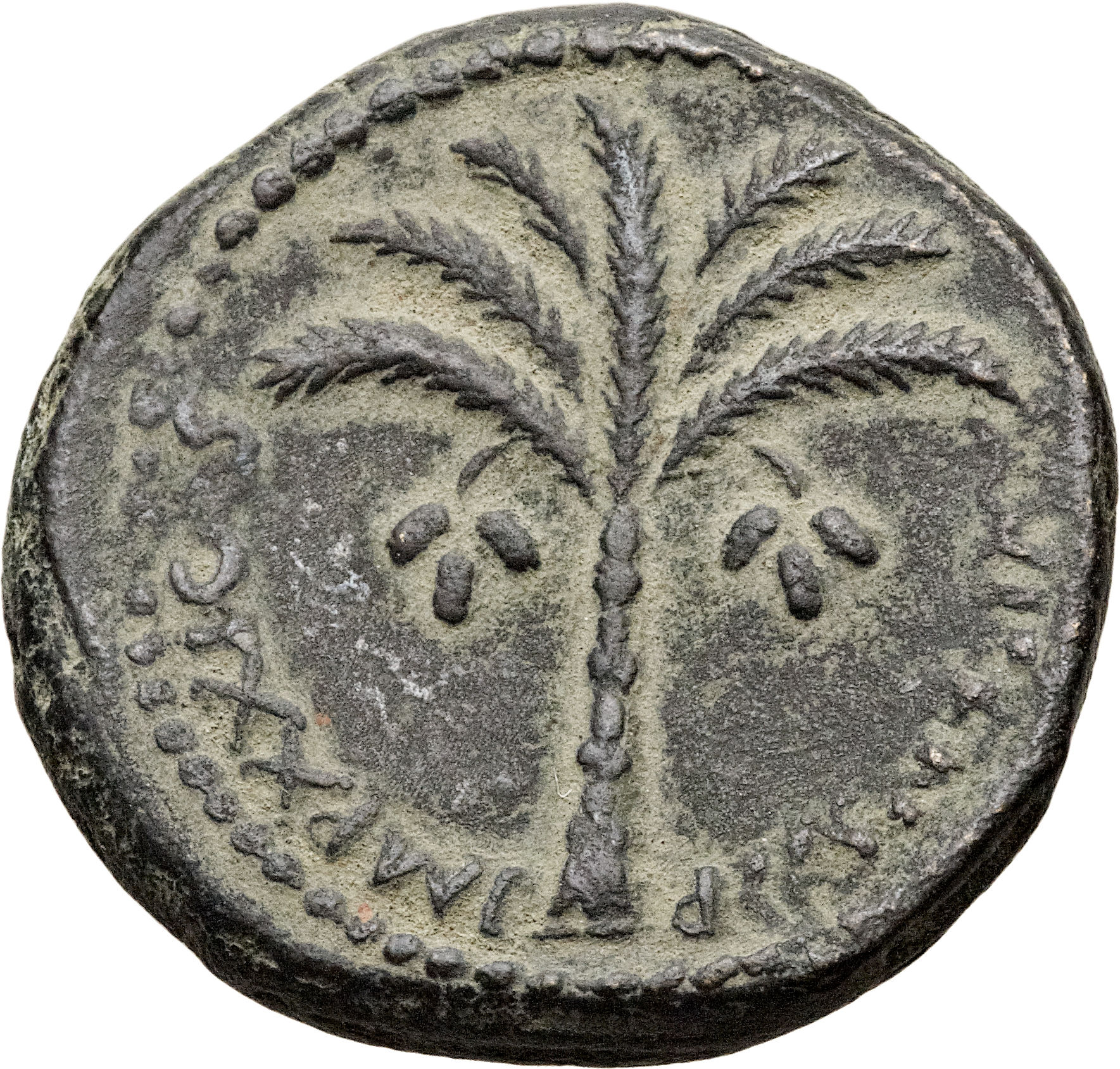 Judean-palm-on-reverse-of-Domitian-coin.jpg