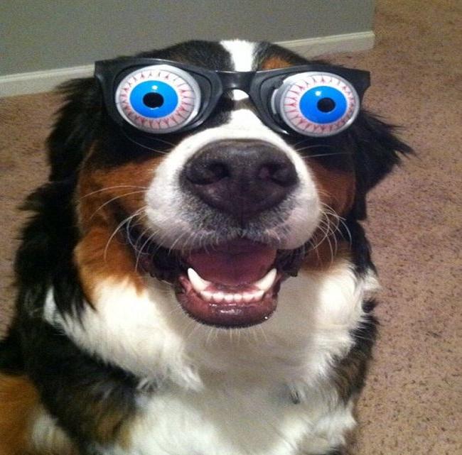 funny-animals-with-glasses-gallery-dog-crazy-eyes.jpg