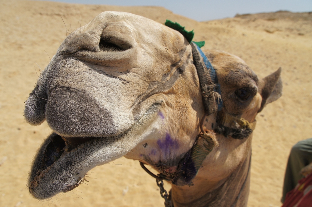 camel-close-up-face-view-desert-big-nose-animal-2161-resized.jpg