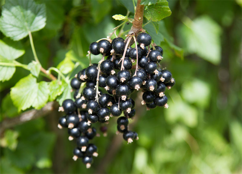 berries-on-bush.jpg