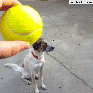 07-funny-gif-256-dog-not-interested-with-ball.gif
