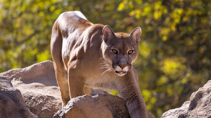 cougar-istock.jpg