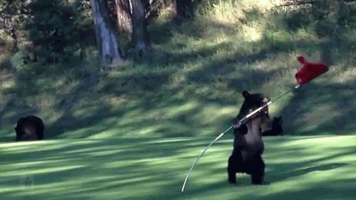 funny-bear-golf-course-gif.gif