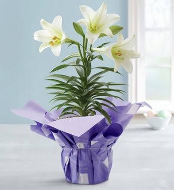 potted-easter-lily-plant-605d5561e1eba0.64208936.425.jpg