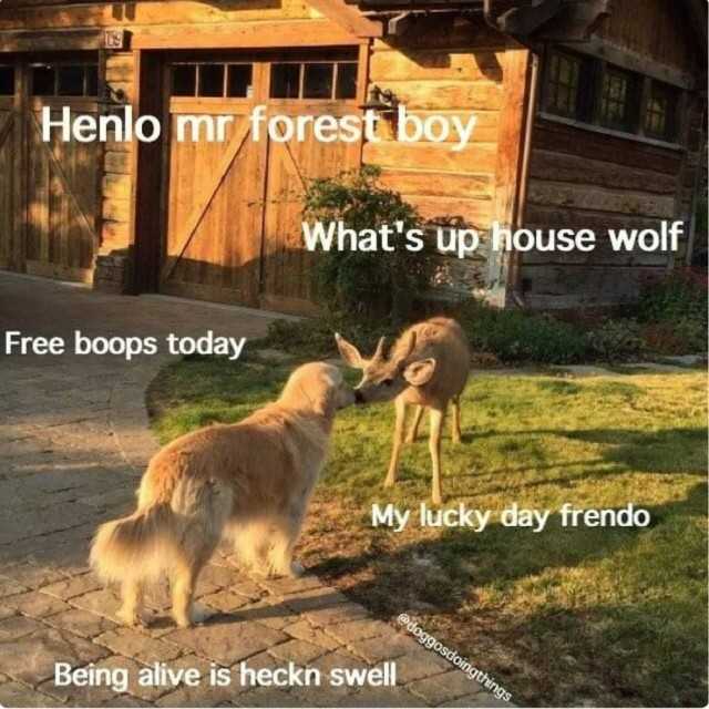 henlo-mr-forest-boy-whats-up-house-wolf-free-boops-today-my-lucky-day-frendo-being-alive-is-heckn-swell-5ZNpx.jpg
