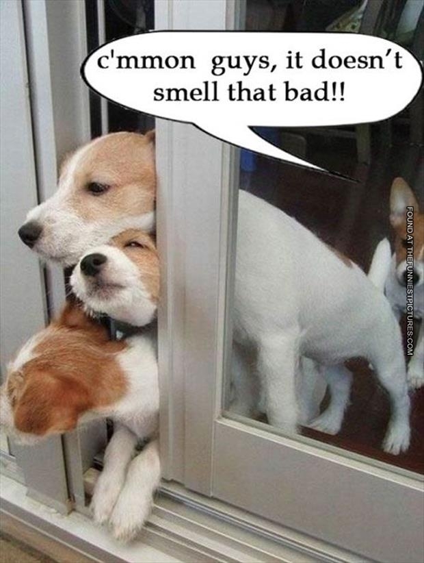 1303529714-funny-picture-it-doesnt-smell-that-bad-farting-dog.jpg