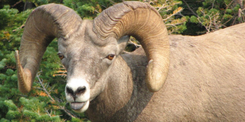 bighorn-sheep-rena-jones-dpc.jpg