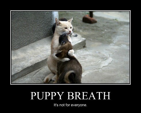 puppy-breath