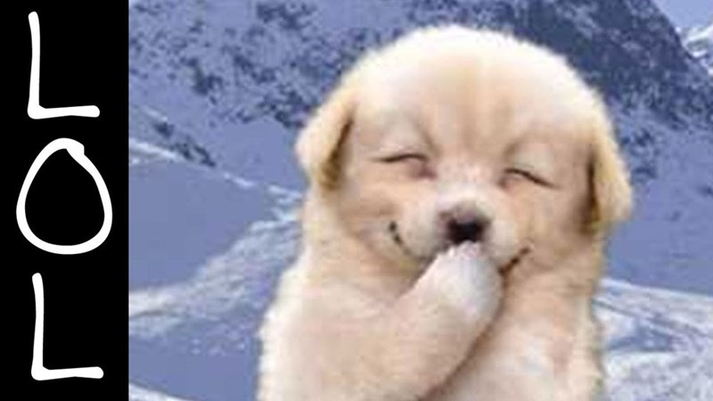 white-fluffy-dog-is-laughing-out-loud-with-lol-caption-off-the-the-side