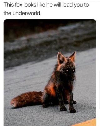 fox-this-fox-looks-like-he-will-lead-underworld