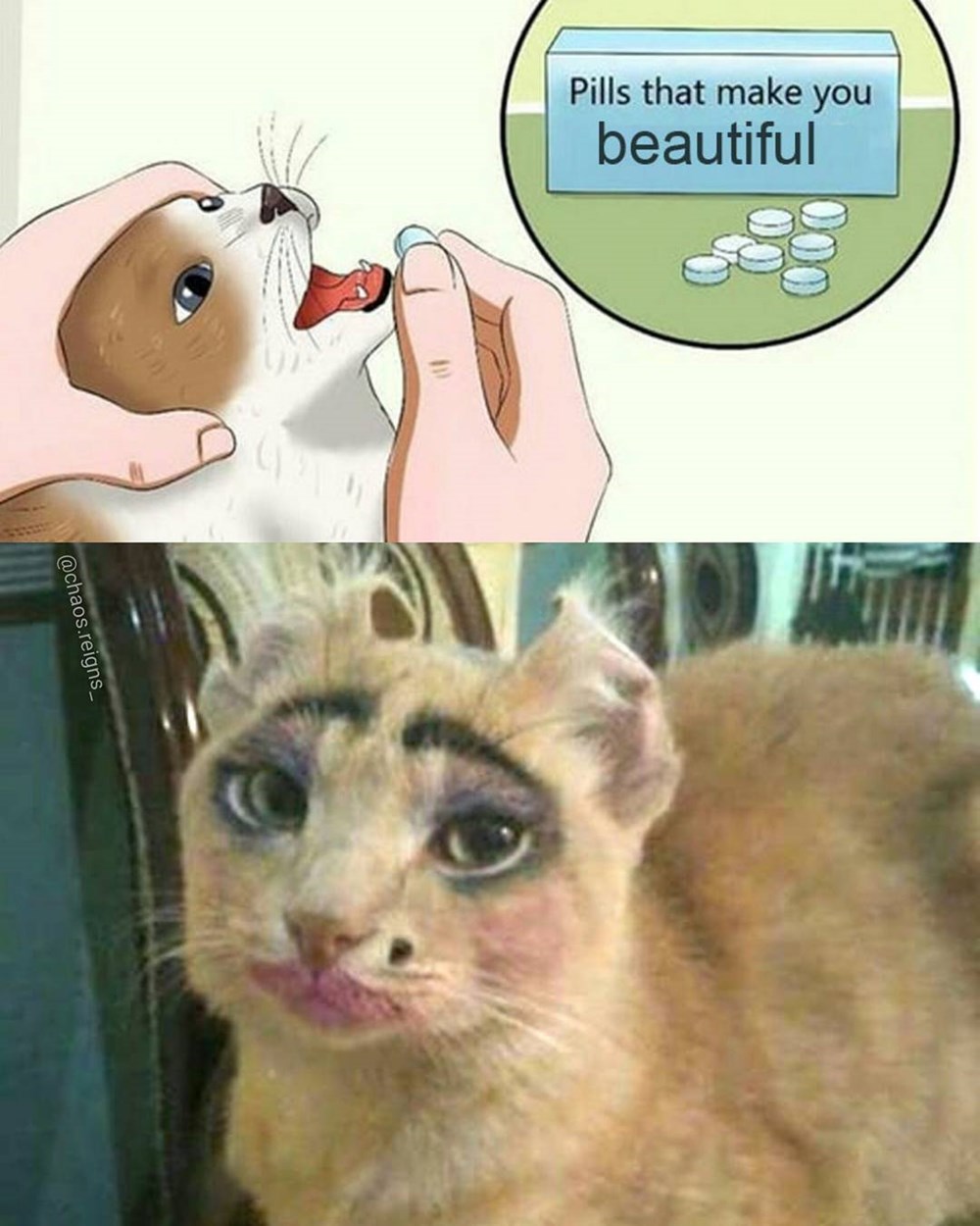 funny-meme-about-pills-that-make-cats-beautiful