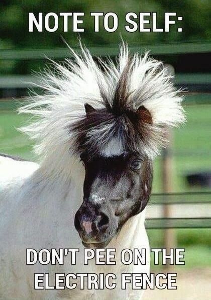 Now-for-some-Sunday-funnies-horsey-style-Habitat-For-Horses.jpg