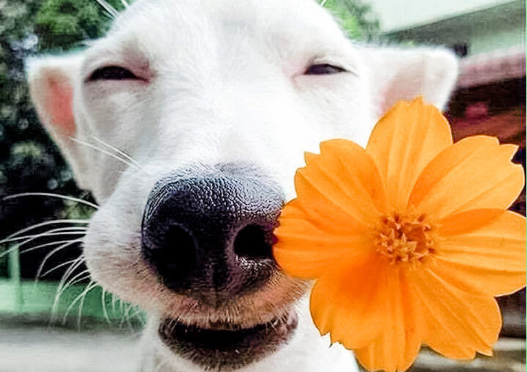 Dogs-With-Flowers-20-e1588951569652.jpg
