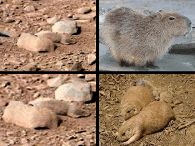 mars-rover-photo-of-prairie-dog-2021.png