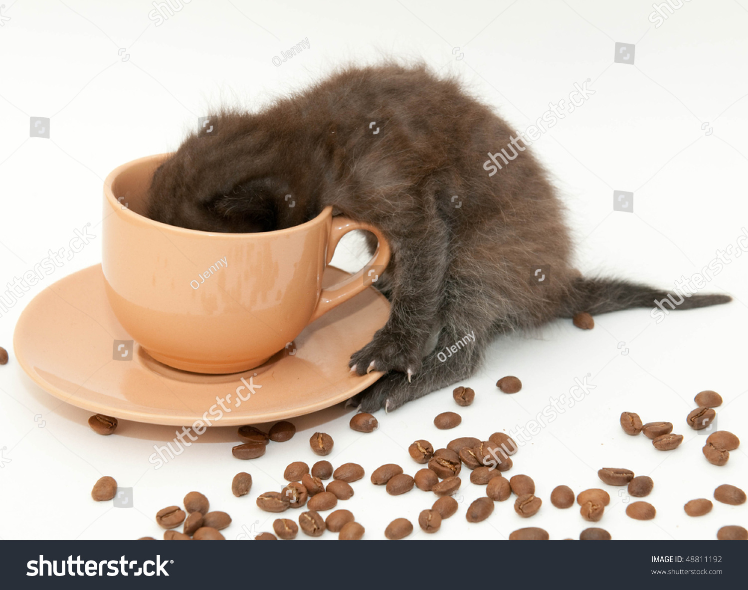 stock-photo-grey-kitten-drinking-coffee-on-white-48811192.jpg