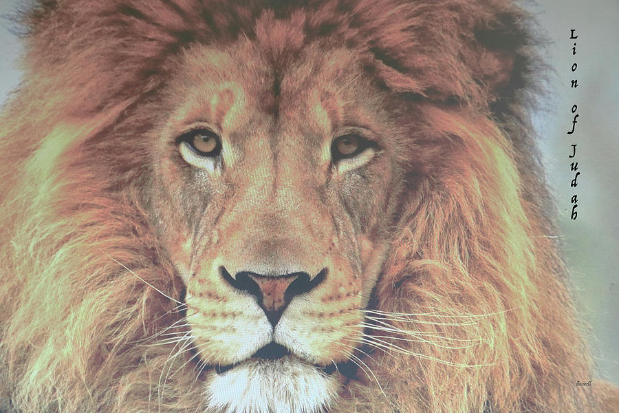 lion-of-judah-dennis-baswell.jpg
