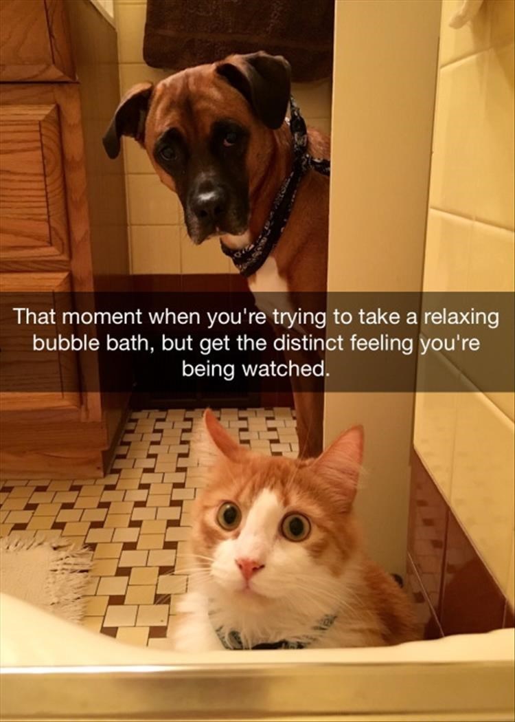 19-hilarious-cat-memes-that-are-impawsible-not-to-laugh-at-17.jpg