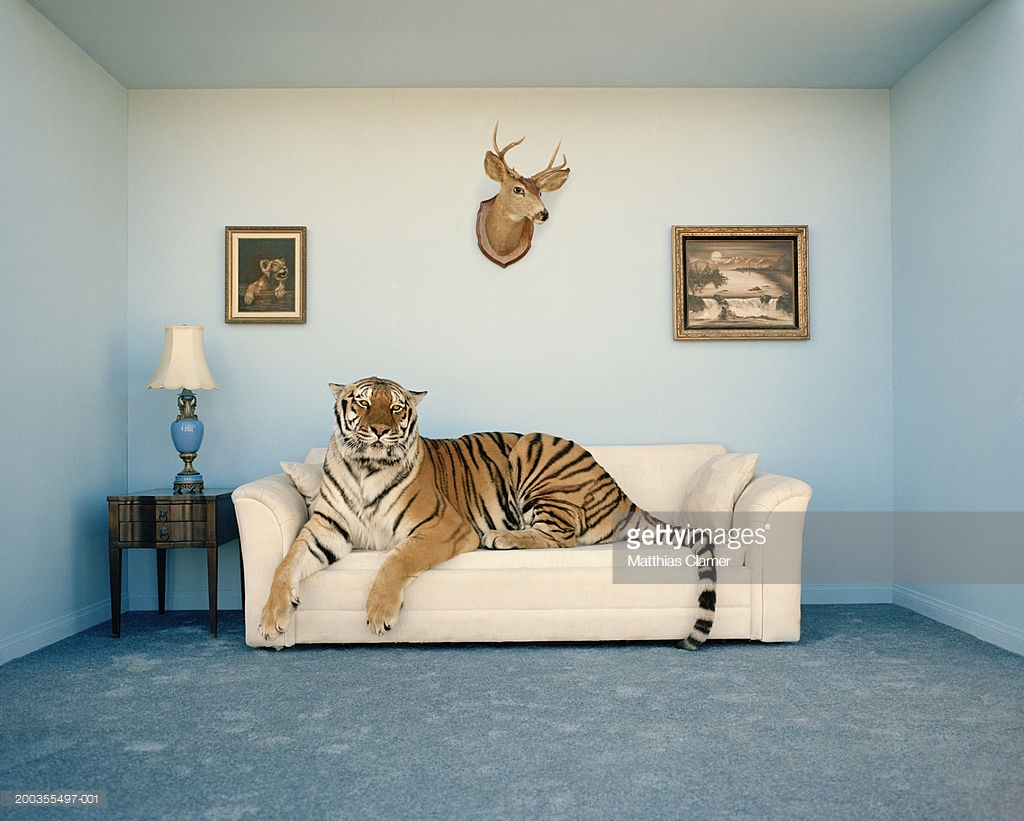 tiger-on-sofa-under-animal-trophy-picture-id200355497-001