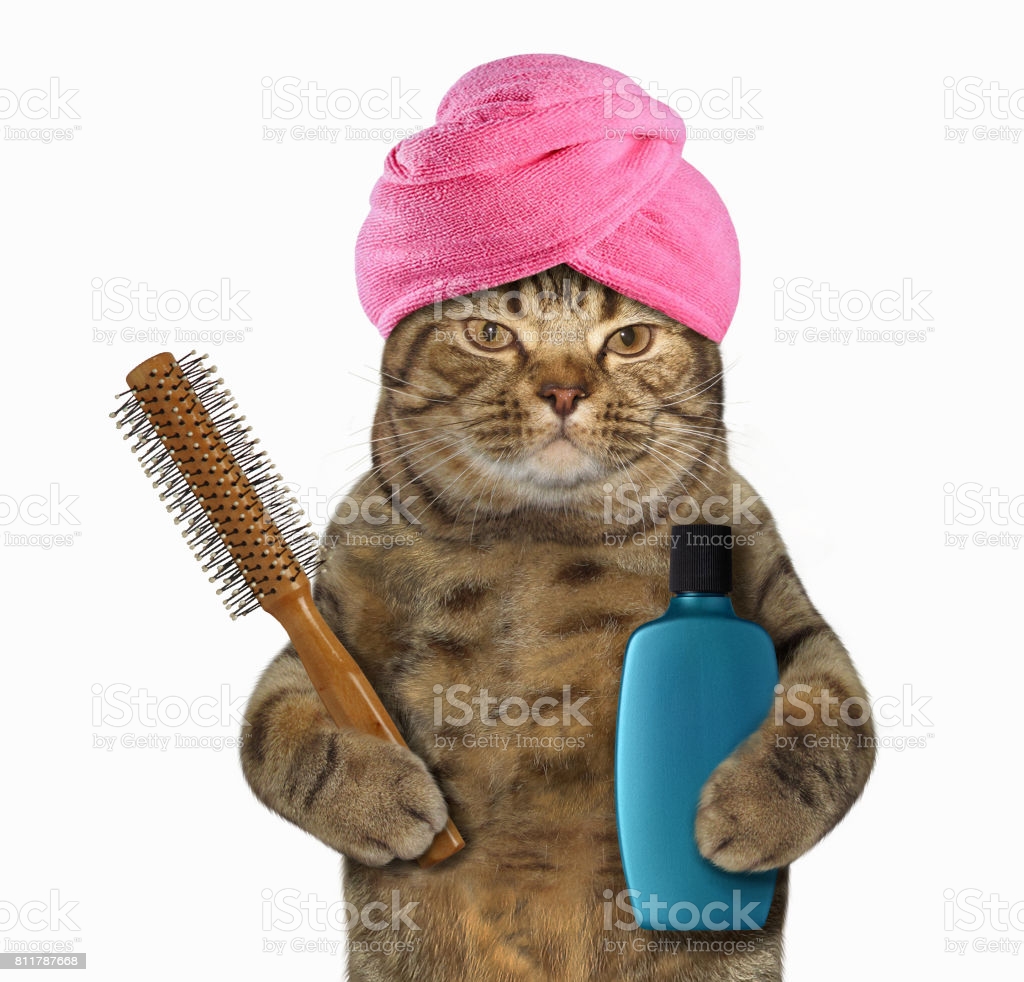 cat-in-turban-1-picture-id811787668
