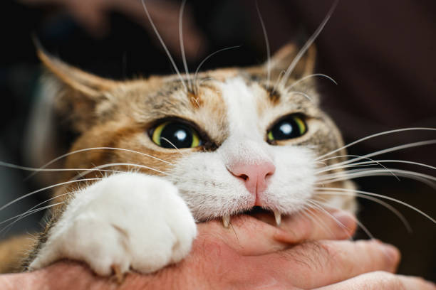 ferocious-red-cat-bites-its-owner-in-the-arm-with-all-its-power-picture-id1200175491