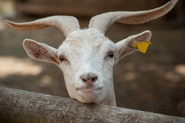 funny-portrait-of-goat-behind-a-wooden-fence-picture-id1023785174