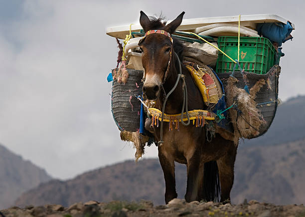 mule-in-northern-africa-picture-id147288231