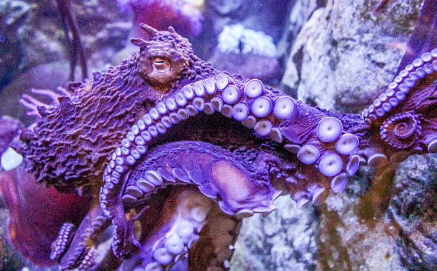 octopus-picture-id626660456