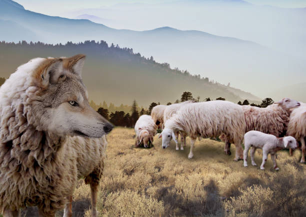 wolf-in-sheeps-clothing-picture-id1129299552