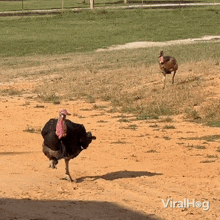 turkeys-run-turkeys.gif