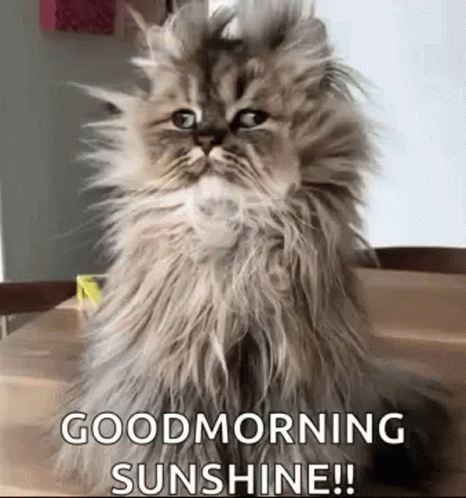 goodmorning-sunshine-cat.gif