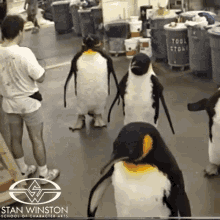 penguin-penguins.gif