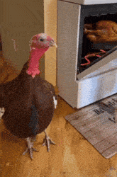 turkey-turkey-looking-at-friend.gif