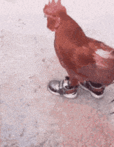chicken-with-shoes-lemster-kyp.gif