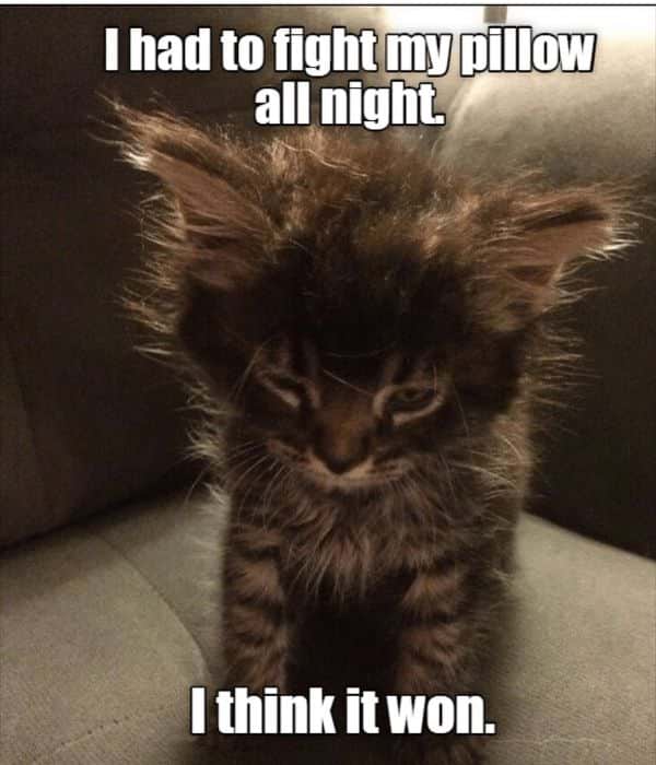 Really-Funny-Kitten-Memes-2.jpg
