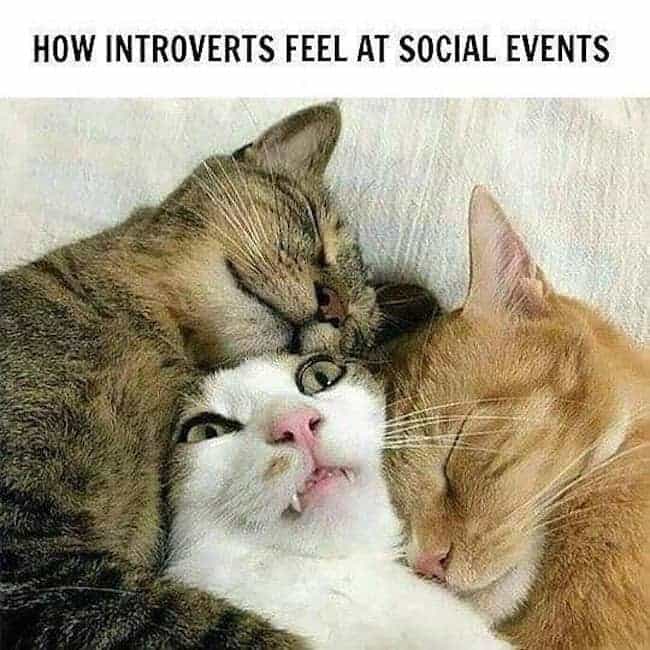 funny-animal-memes-about-introversion-OurMindfulLife.com-12.jpg