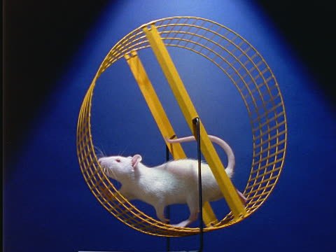 rat-on-a-wheel.jpg