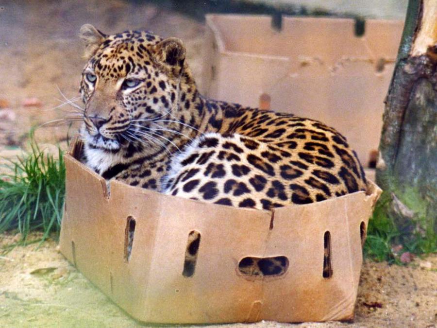 C5IxMt-big-cats-in-boxes-6GP0.jpeg