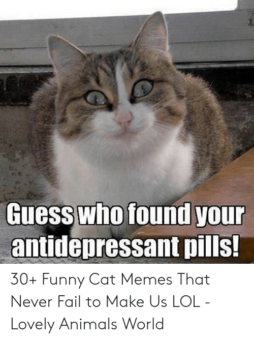 guess-who-found-your-antidepressant-pills-30-funny-cat-memes-61406011.png