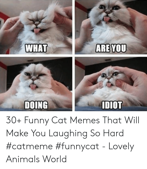 what-are-you-doing-diot-30-funny-cat-memes-that-47323858.png