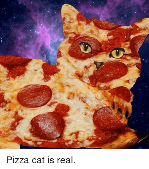 Instagram-Pizza-cat-is-real-611427.png
