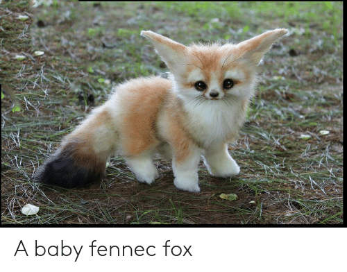 a-baby-fennec-fox-63261457.png