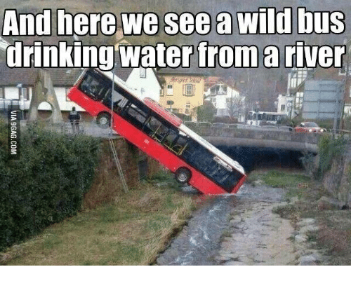 and-here-we-see-a-wild-bus-drinking-water-fromariver-14525902.png