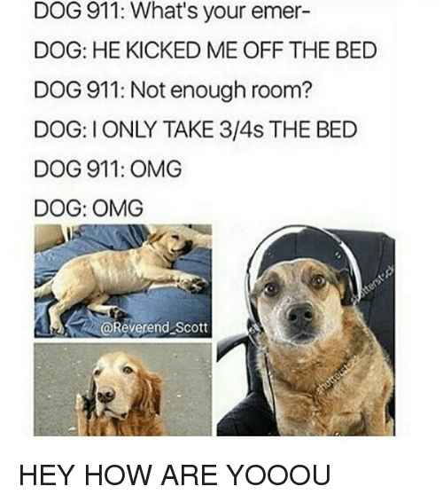 dog-911-whats-your-emer-dog-he-kicked-me-off-4058173.png