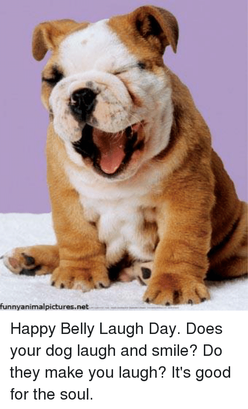 funny-animalpictures-net-happy-belly-laugh-day-does-your-dog-laugh-12837209.png