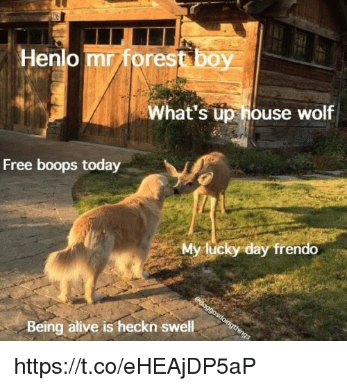 henlo-mrforest-boy-whats-up-house-wolf-free-boops-today-26226300.png
