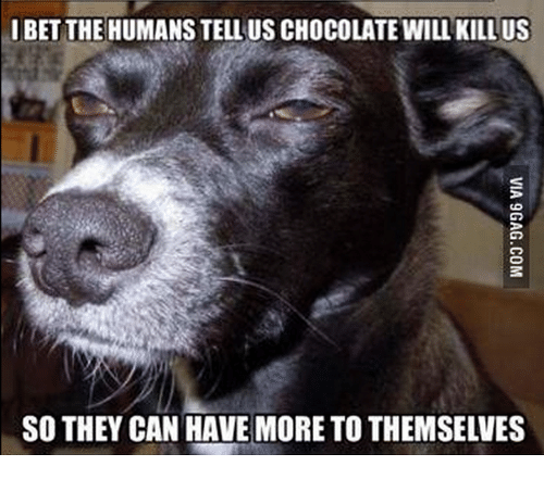 i-bet-the-humans-tell-us-chocolate-will-kill-us-10085572.png