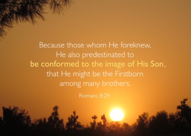 Romans-8-29-Because-those-whom-He-foreknew-He-also-predestinated-to-be-conformed-to-the-image-of-His-Son.jpg