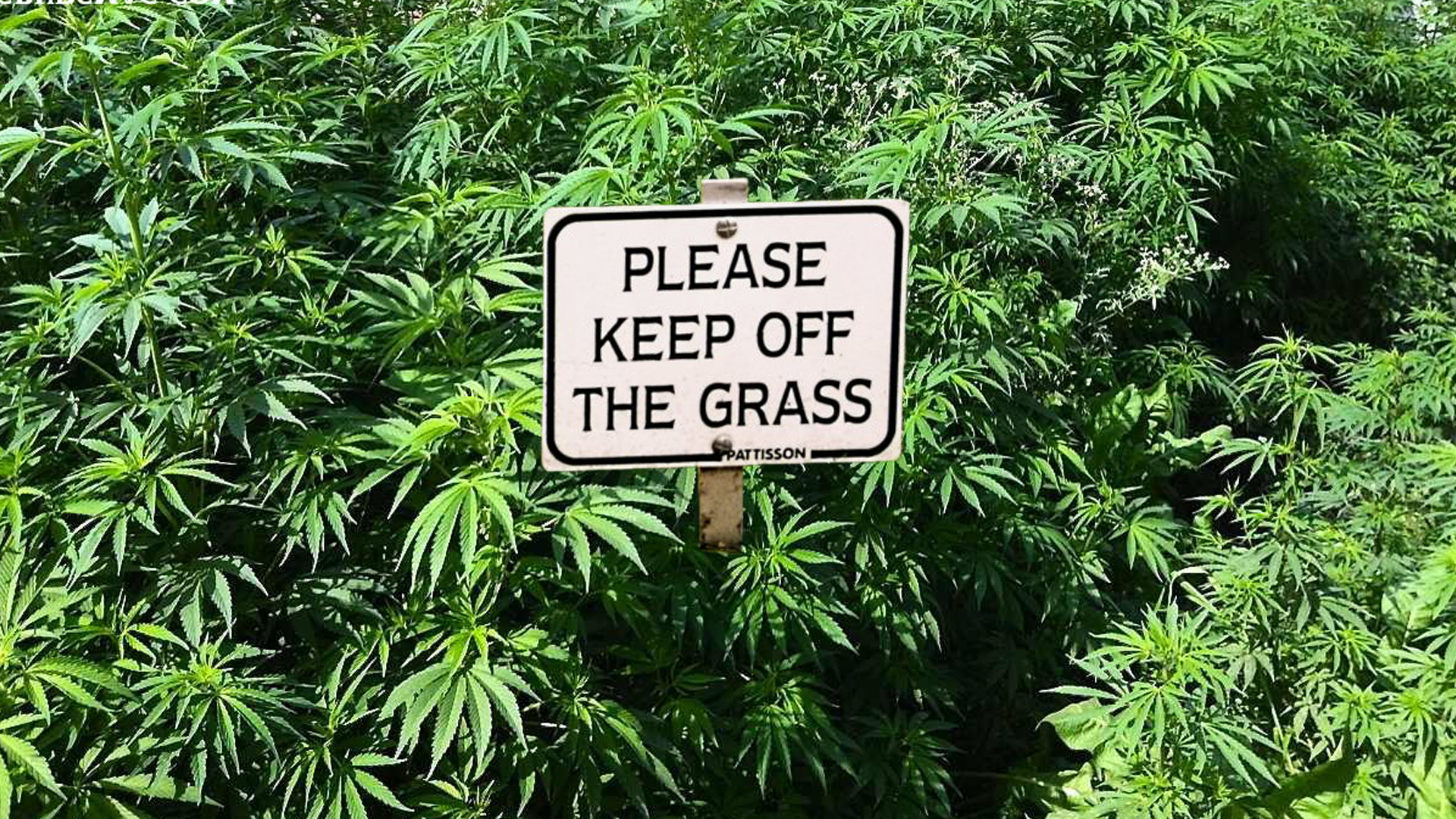 please-keep-off-the-grass.jpg