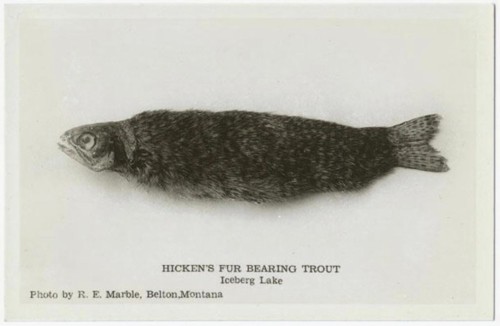 hickens-fur-bearing-trout.jpg