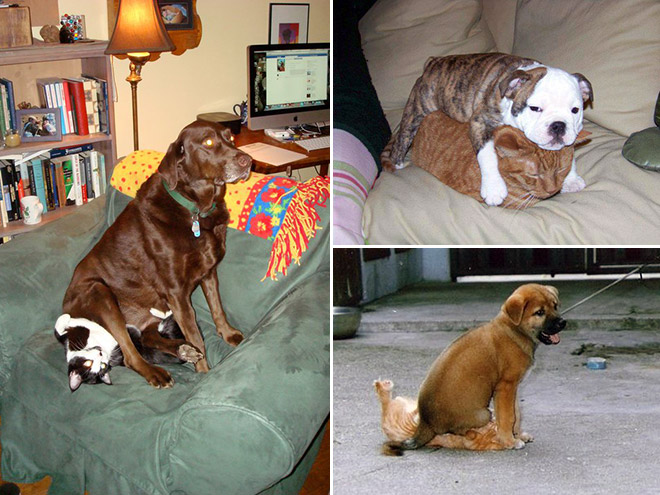 the-best-funny-pictures-of-dogs-sitting-on-cats-03-rID5ibF.jpg